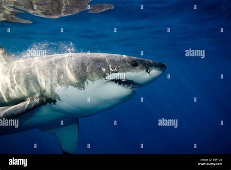 Great White Shark Side View Stock Photos & Great White Shark Side View Stock Images - Alamy