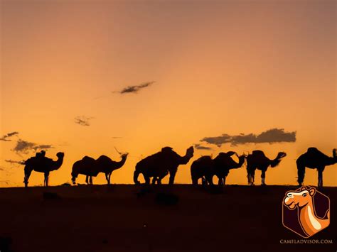 The Cultural Significance of Feral Camels to Indigenous Australians