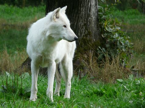 Free Images : nature, wolf, vertebrate, carnivore, white shepherd, dog ...