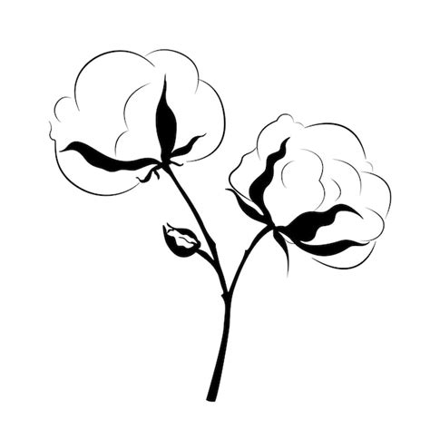 Premium Vector | Silhouette branches of cotton. floral botanical flower of cotton.wildflower for ...