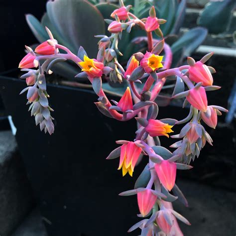 Some Echeveria pumila var. glauca flowers. My favourite succulent flower. : succulents