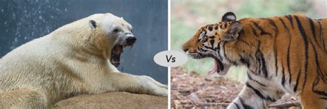 Polar bear vs Siberian tiger fight comparison- who will win?