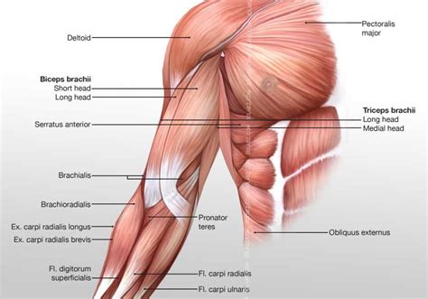 Arm Posterior Muscles 3D Illustration