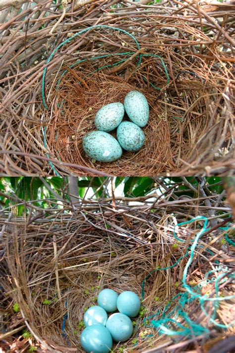 Above: Nest of House Crow with clutch of eggs showing regular morph.... | Download Scientific ...