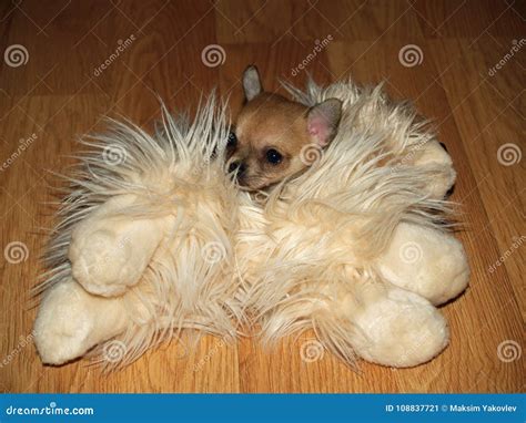 Chihuahua stock image. Image of breeding, chihuahuas - 108837721