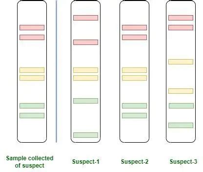 DNA Fingerprinting: Steps and Applications • Microbe Online