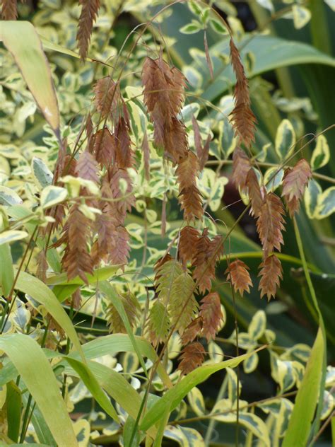 Chasmanthium latifolium | Italian Botanical Trips