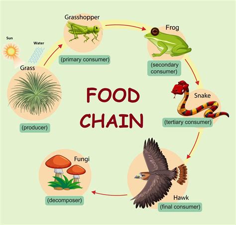 Why Bacteria and Fungi are called Decomposers? - Food Chain and Web