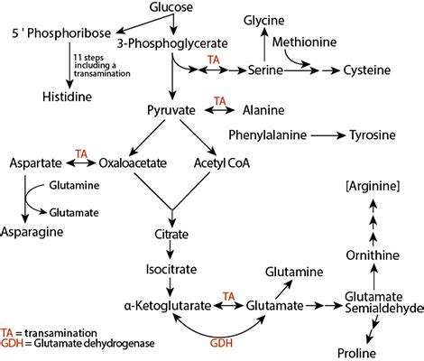 AMINO ACID METABOLISM : SYNTHESIS & DEGRADATION OF AMINO ACIDS