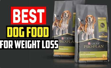 What’S the Best Dog Food for Weight Loss?