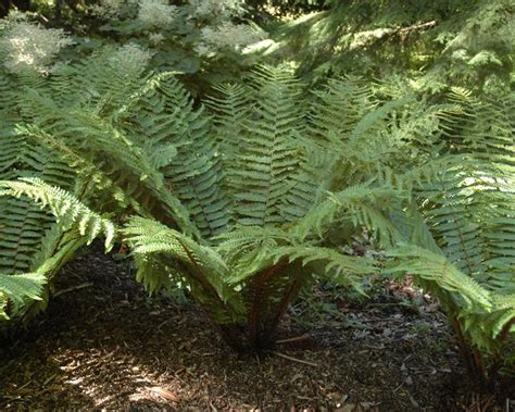 Dryopteris wallichiana - Mount Venus Nursery