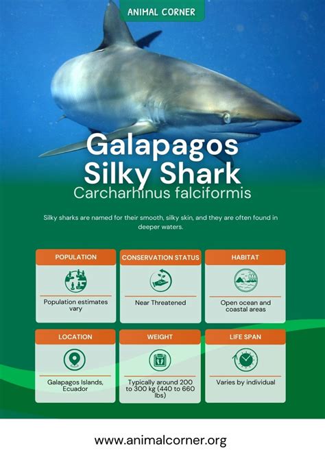 Silky Shark - Facts, Diet & Habitat Information