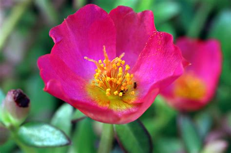 Portulaca Flower Flora - Free photo on Pixabay - Pixabay