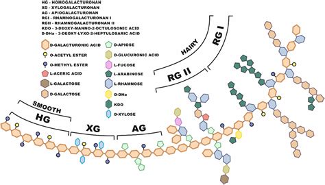 The primary, secondary, and structures of higher levels of pectin ...