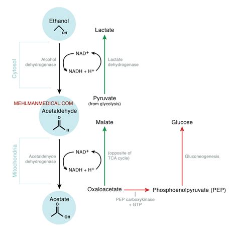 Alcohol metabolism and effects – MEHLMANMEDICAL