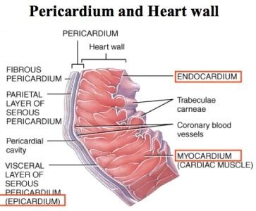 Endocardium Diagram | Quizlet