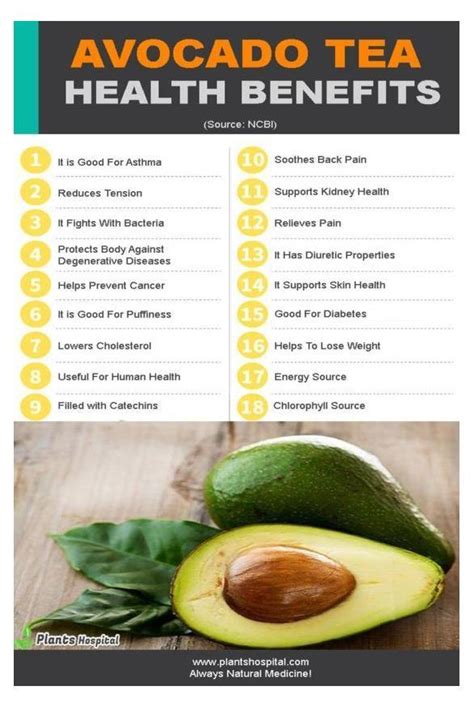 Avocado Leaf Tea: Benefits, Uses, Side Effects And Recommendation