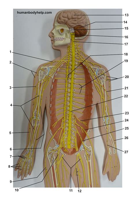 Nerves Plaque Man Upper – Human Body Help