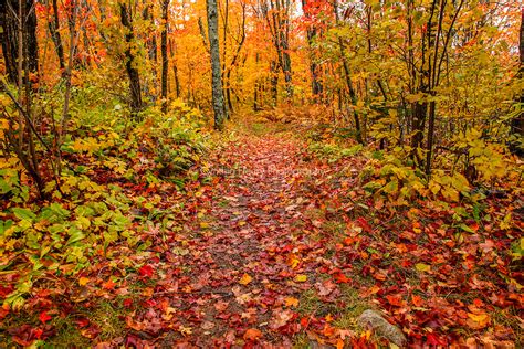 Fall Hiking Trail Landscape.tif | Cynthia Fleury