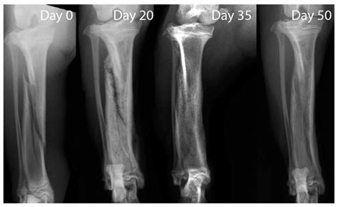 Animals | Free Full-Text | Evaluation of Bone Healing Using Contrast ...