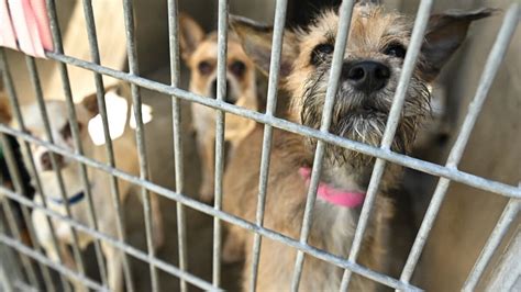 Petition · Ban kill animal shelters in Illinois - United States ...