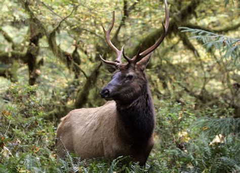 Health restrictions prevent officials from tracking region’s elk - The ...