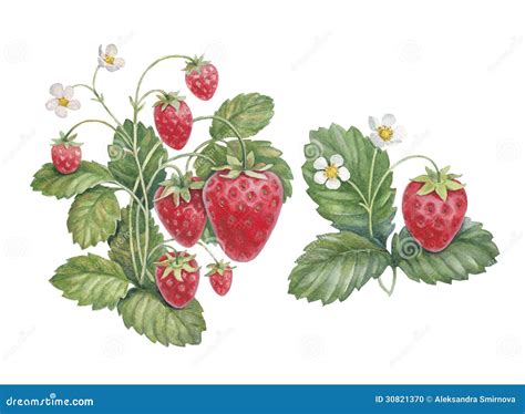 Watercolor Strawberry Illustration | CartoonDealer.com #91667433