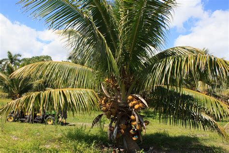 Fiji Dwarf Coconut Tree | Dream beach houses, Rock waterfall, Short trees