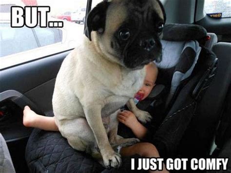 101 Lovable Pug Memes That Are Too Puggin' Cute