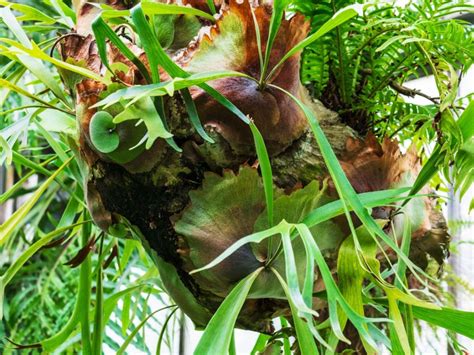 Staghorn Fern Pup Propagation - What To Do With Staghorn Fern Pups | Gardening Know How