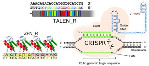 Disruptive CRISPR gene therapy is 150 times cheaper than zinc fingers and CRISPR is faster and ...