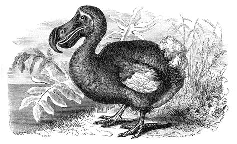 10 Fascinating Dodo Bird Facts