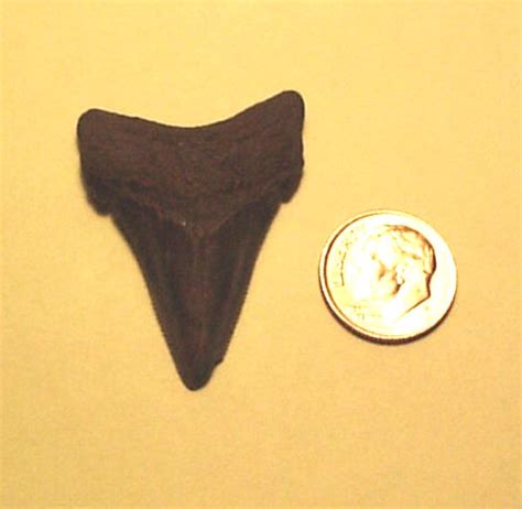 Has anyone ever found a megalodon tooth in New Jersey - Fossil Hunting Trips - The Fossil Forum