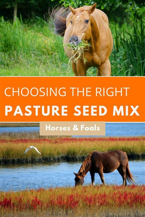 HOW TO CHOOSE THE BEST HORSE PASTURE SEED MIX | Horses, Horse nutrition ...