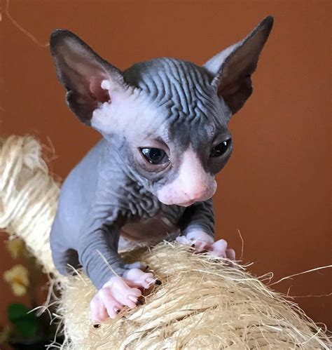 Sphynx Kittens