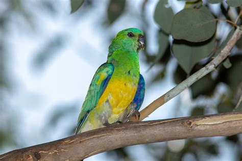 Red rumped parrot - male : r/wildlifephotography