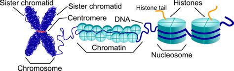 Structure of chromosome, chromatin and nucleosomes. Chromosome is made... | Download Scientific ...