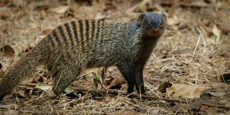 Mongoose A Complete Guide To The Mongooses of Africa