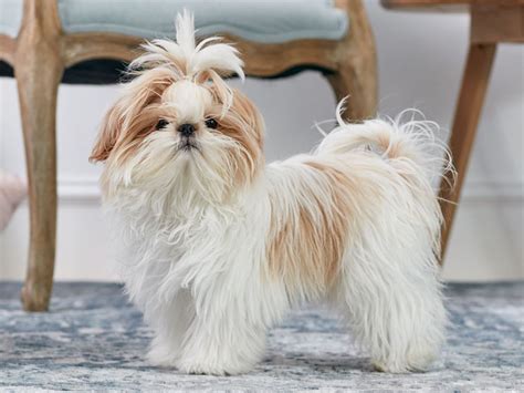 20 loại Hairy cute dogs đáng yêu nhất để nuôi làm thú cưng