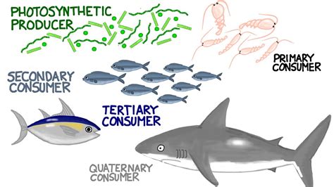 Secondary Consumer Ocean