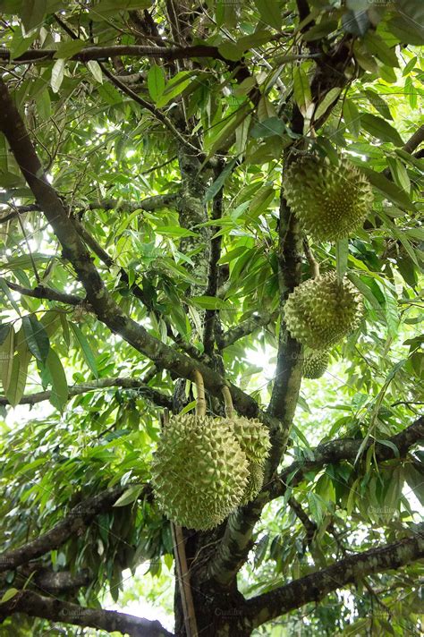 durian tree organic | High-Quality Nature Stock Photos ~ Creative Market