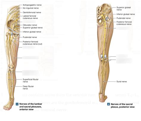 Lumbar Plexus and Sacral Plexus Anatomy Quiz Diagram | Quizlet