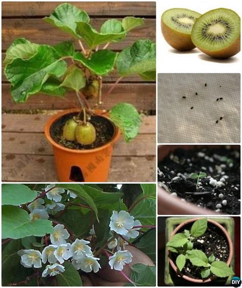 Tips to Regrow Fruit Trees From Seeds and Scraps Yourself