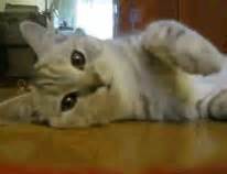 kitty paws adorable gif | WiffleGif