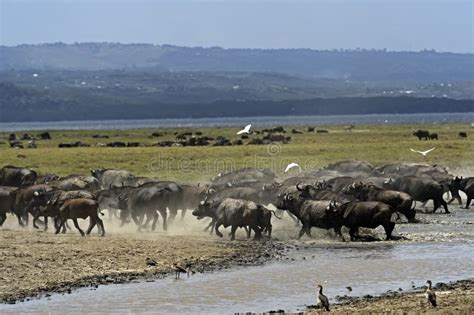 African buffalo stock photo. Image of savanna, kenya - 47594864