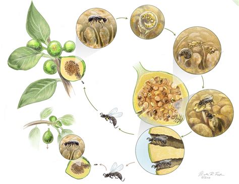 Fig Wasp Life-Cycle - Portfolio - SayoStudio