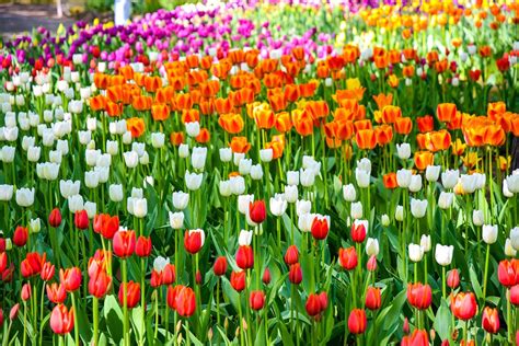 Tulip Flower Growing Guides, Tips, and Information