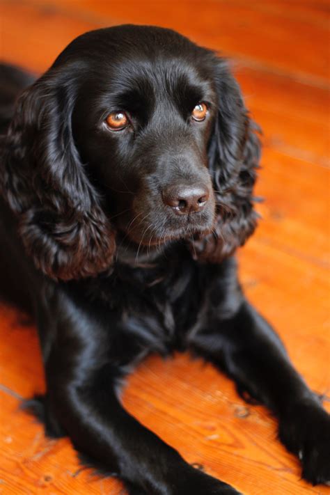 How to Groom and Care for Your Black Cocker Spaniel AT HOME