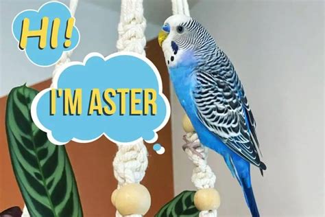 Budgie vs Cockatiel Which Bird is right for you?