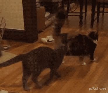 two cats are playing with each other on the hardwood floor in front of a dining room table